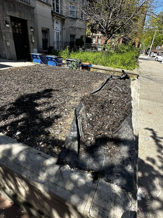Front-yard beds and tree planting.